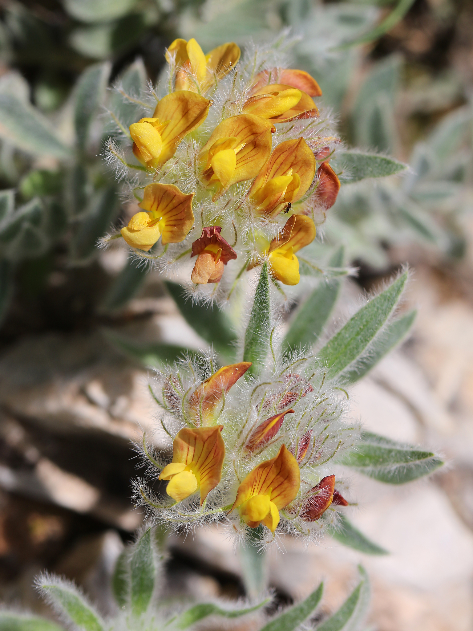 Imagem de Não há um nome popular amplamente reconhecido para "Anthyllis tejedensis" no Brasil