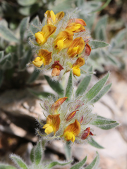 Anthyllis tejedensis
