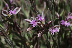 Polygala rupestris