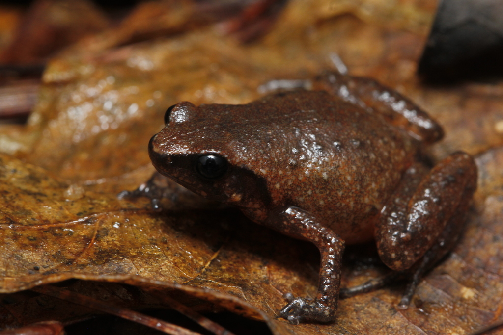 Chiang Rai Dwarf Frog