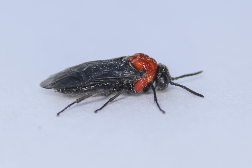 Tethida