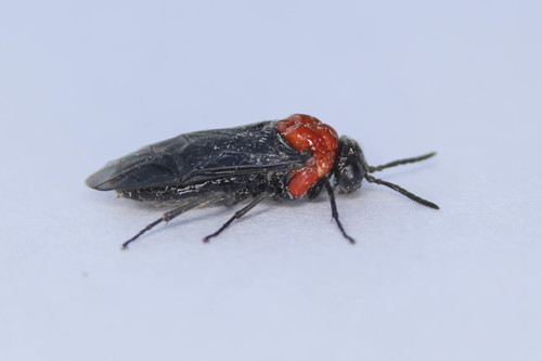 Genus Tethida · iNaturalist United Kingdom