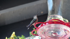 Selasphorus platycercus