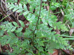 Pteris macilenta