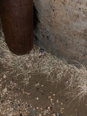 Onychomys leucogaster