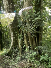 Ficus dendrocida