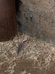 Onychomys leucogaster