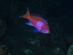Pseudanthias pleurotaenia