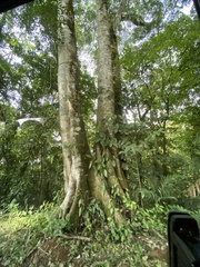 Ficus dendrocida