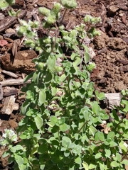 Origanum majorana