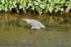 Butorides striata