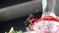 Selasphorus platycercus