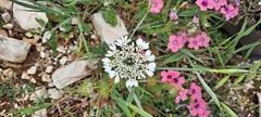 Artedia squamata