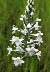Image of Platanthera nivea