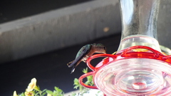 Selasphorus platycercus