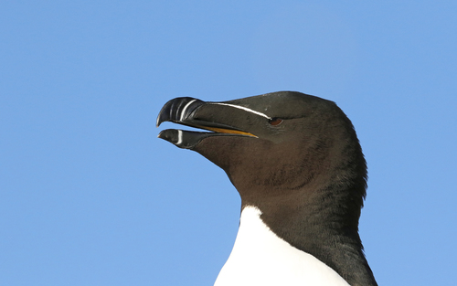 Pingouin torda