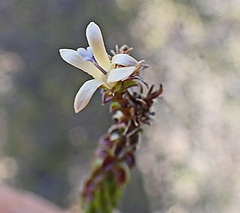 Wahlenbergia neorigida