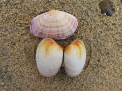 Venerupis largillierti