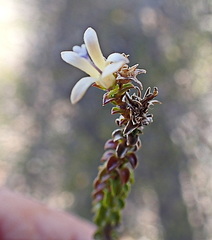 Wahlenbergia neorigida