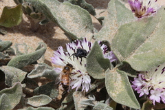 Centaurea pumilio