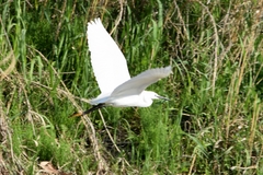 Egretta garzetta