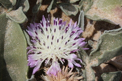 Centaurea pumilio