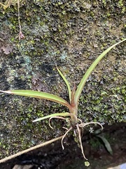 Tillandsia leiboldiana