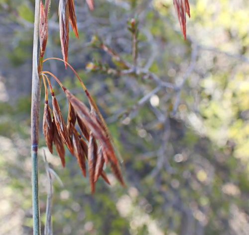 Image of Thamnochortus rigidus by no rights reserved