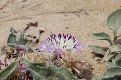 Centaurea pumilio