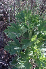 Pelargonium citronellum