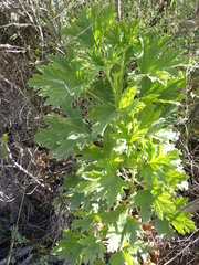Pelargonium citronellum