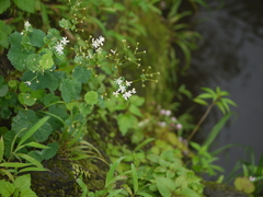 Thalictrum dalzellii