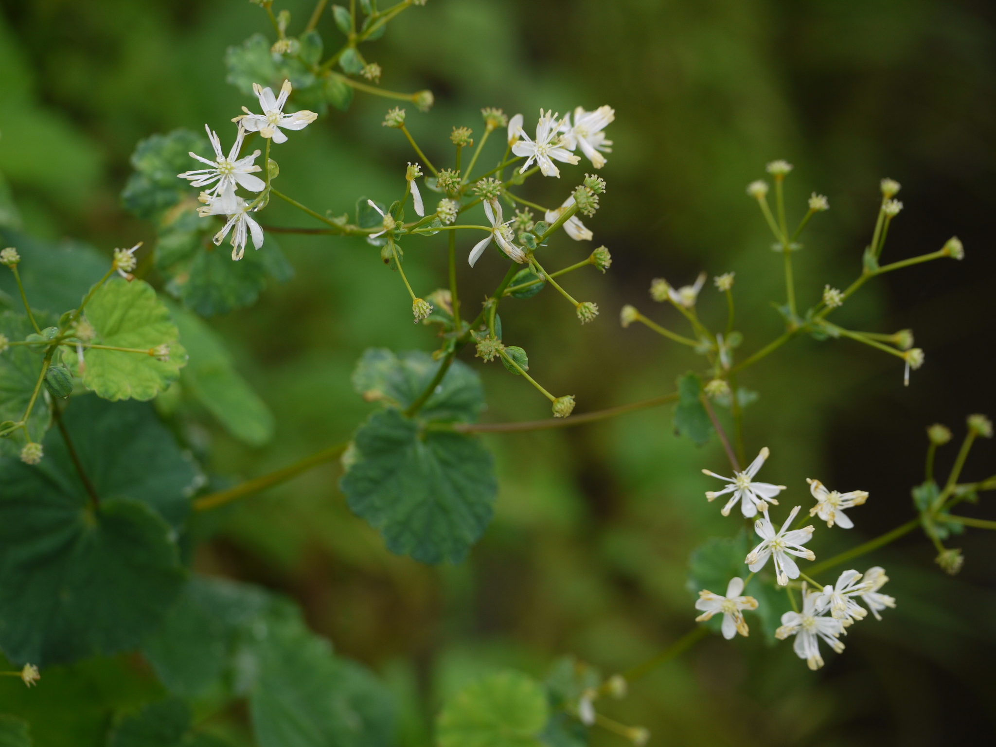 Thalictrum dalzellii Hook.