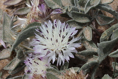 Centaurea pumilio