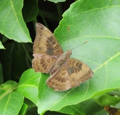 Euthalia aconthea meridionalis