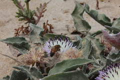 Centaurea pumilio