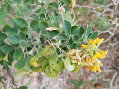 Medicago arborea