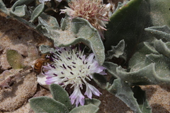 Centaurea pumilio