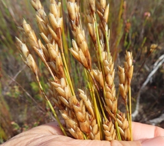 Elegia racemosa