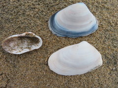 Barbatia novaezealandiae