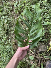 Monstera adansonii