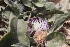 Centaurea pumilio