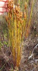 Elegia racemosa