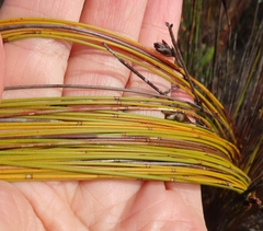 Elegia racemosa