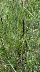 Carex melanostachya