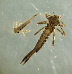 Nososticta solida
