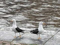 Larus fuscus