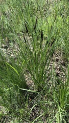 Carex melanostachya