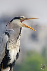 Grey Heron photo 6