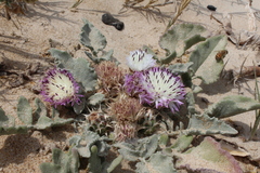 Centaurea pumilio